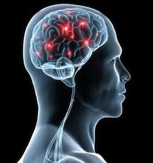 cerebro1