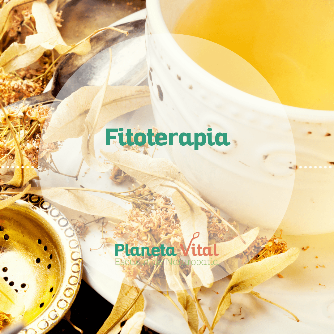 curso de fitoterapia