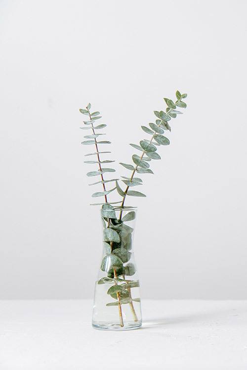 formacion-naturopatia