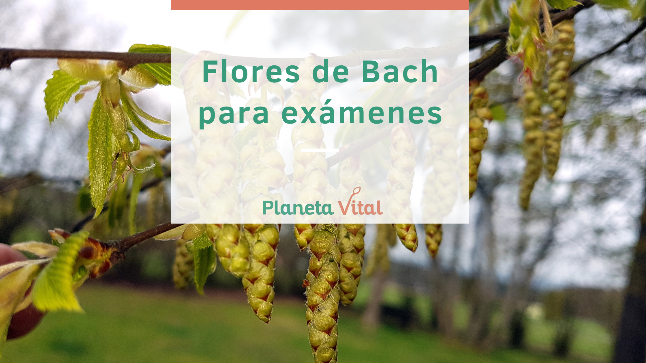 Flores de Bach para los exámenes