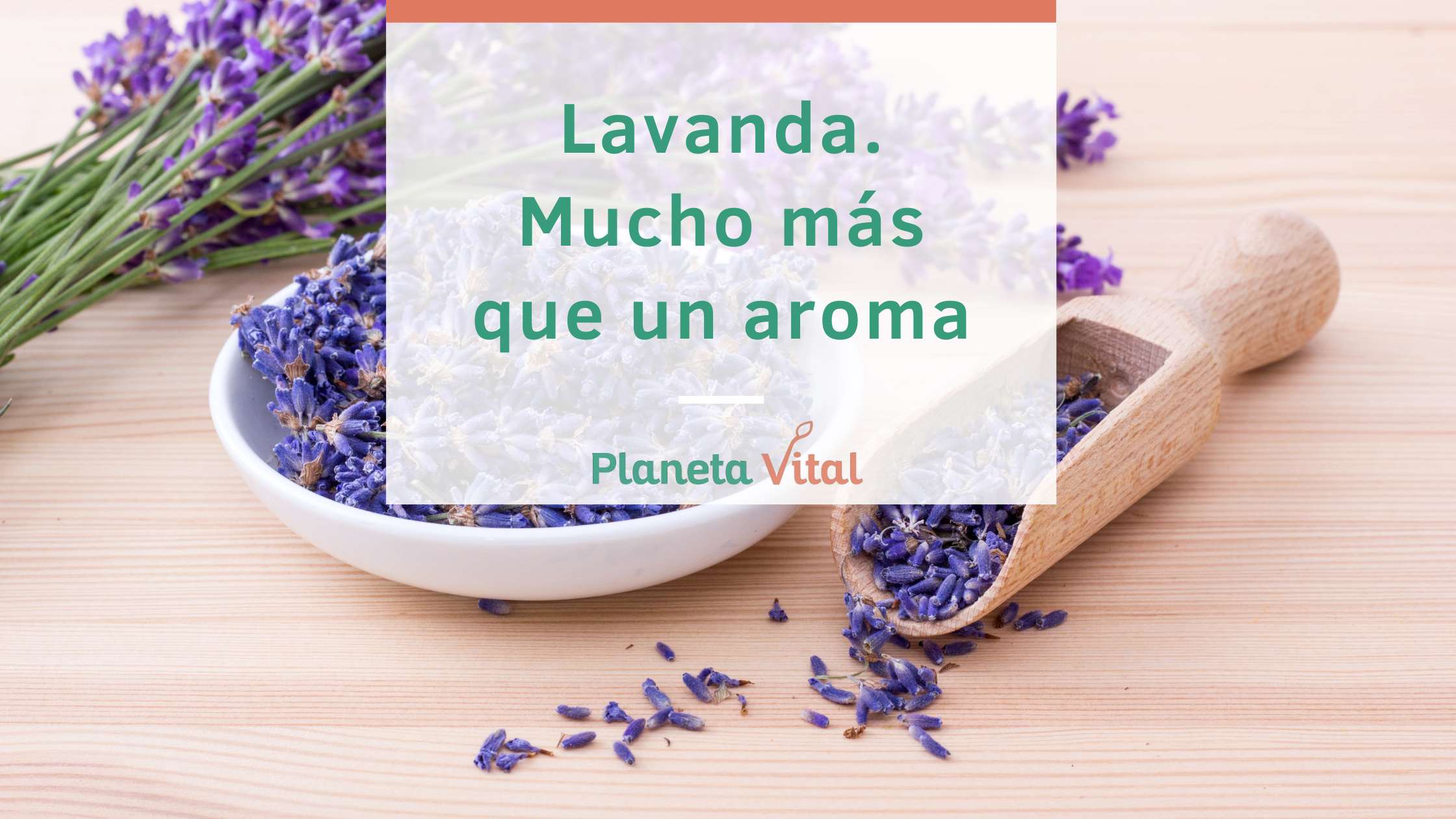 usos de la lavanda para la slaud