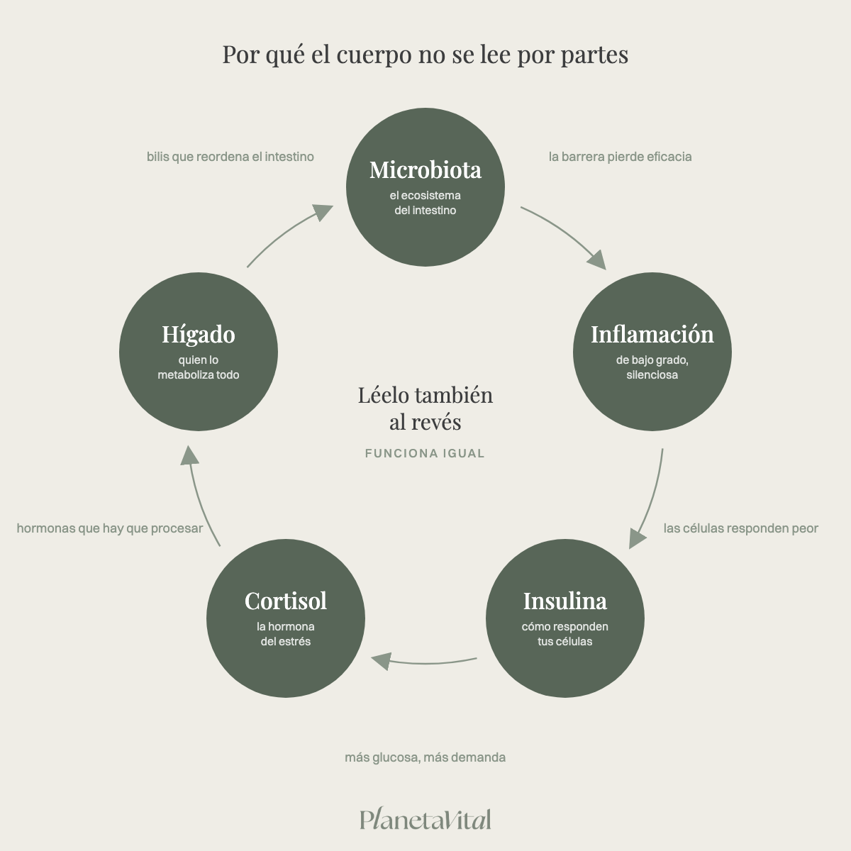 Circuito de la alimentación holística: microbiota, inflamación, insulina, cortisol e hígado se conectan entre sí